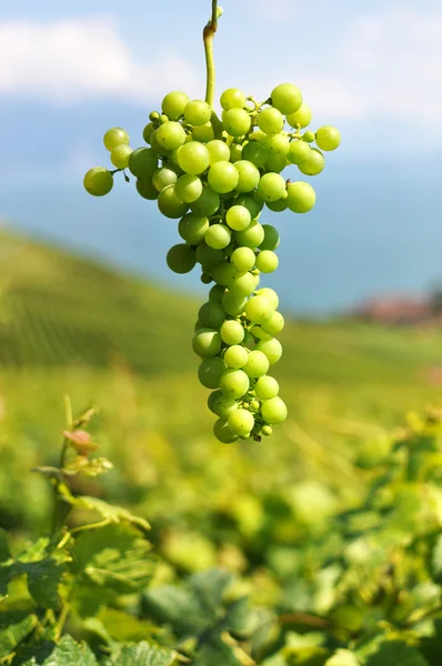 Tros druiven. Lavaux-gebied, Zwitserland — Stockfoto