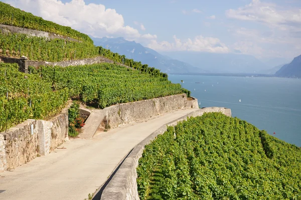 Vinice lavaux proti Ženevské jezero, Švýcarsko — Stock fotografie