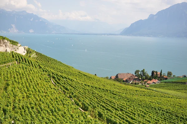 针对瑞士日内瓦湖的熔丝的葡萄园 — 图库照片