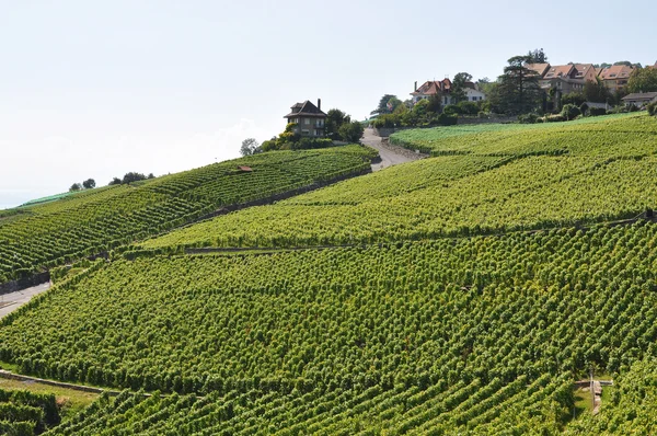 stock image Vineyards in Lavaux against Geneva lake, Switzerland