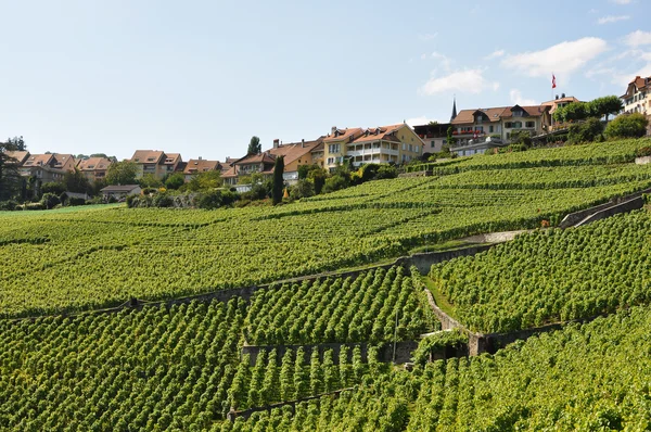 熔丝，瑞士的葡萄园 — 图库照片