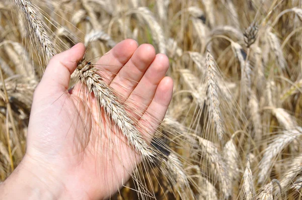 Wheat ear in the hand — Stock Photo, Image