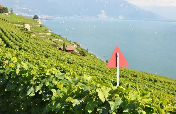 Vineyards in Lavaux against Geneva lake, Switzerland — Stock Photo, Image