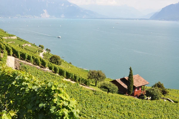 Wijngaarden in lavaux tegen meer van Genève, Zwitserland — Stockfoto