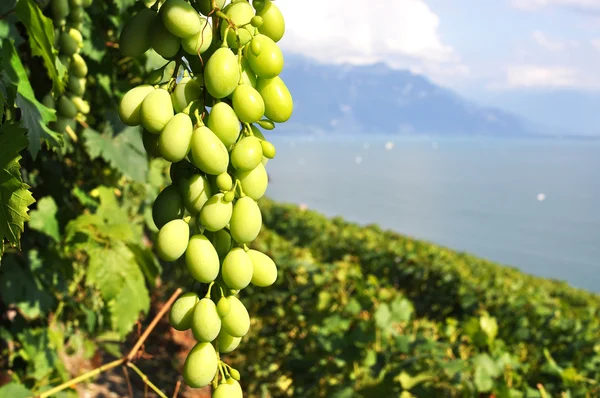 Weintrauben in der Region Lavaux, Schweiz — Stockfoto