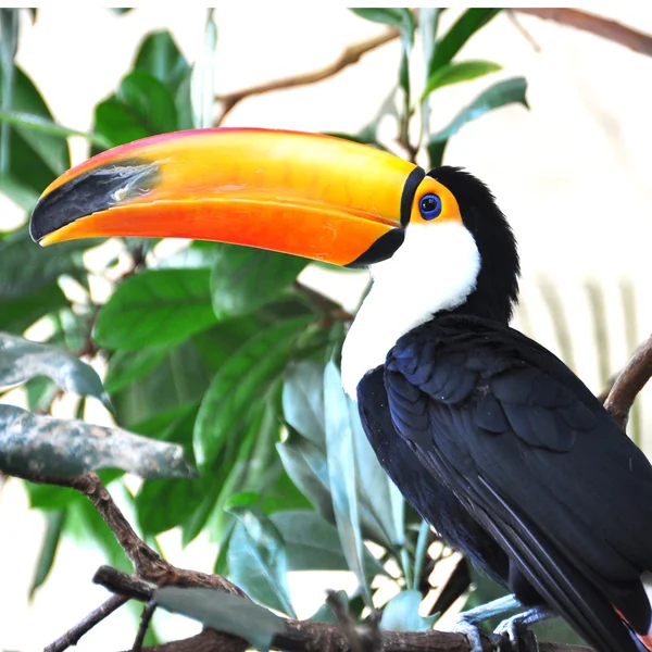 Pássaro-tucano — Fotografia de Stock