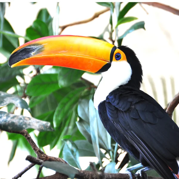 Oiseau toucan — Photo