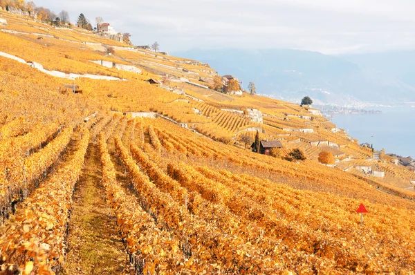 Vinodlingar i lavauxregionen, Schweiz — Stockfoto