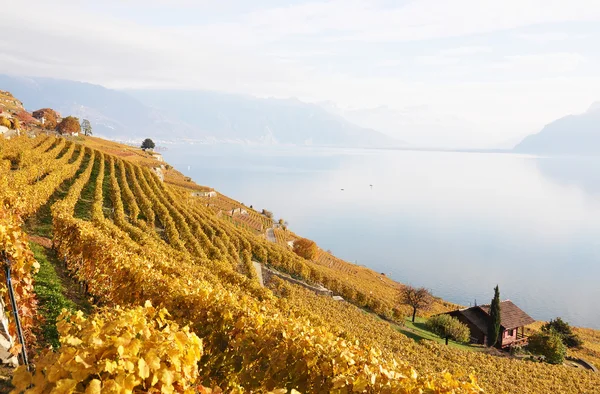 Lavaux bölgesindeki üzüm bağları, İsviçre — Stok fotoğraf