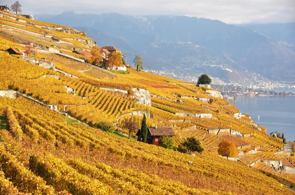 Lavaux bölgesindeki üzüm bağları, İsviçre — Stok fotoğraf
