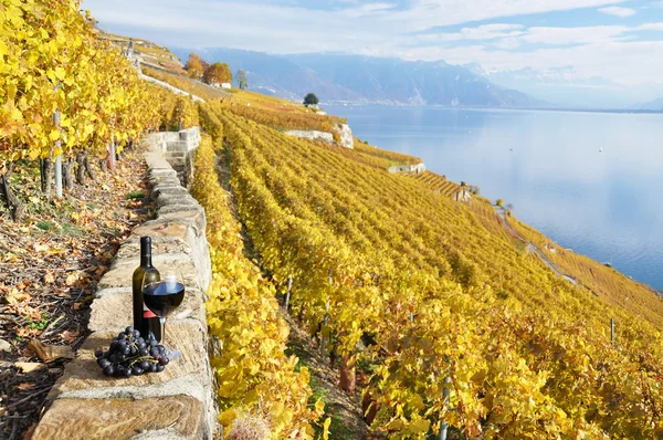 Červené víno a hrozny na terase vinic v regionu lavaux, — Stock fotografie
