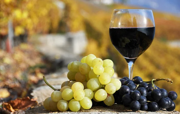 Vino y uvas en el viñedo terraza en la región de Lavaux, Switze — Foto de Stock