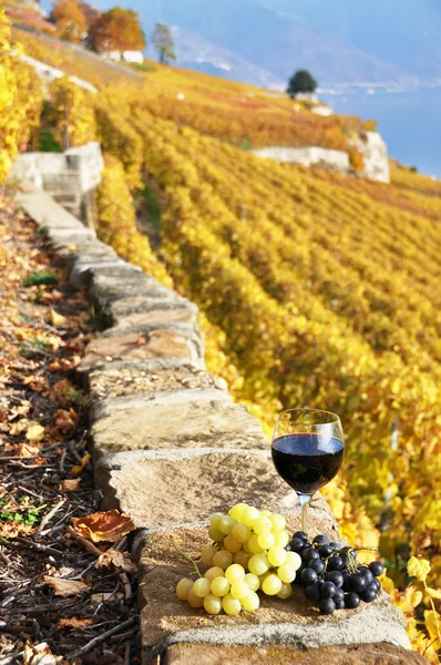 Vino y uvas en el viñedo terraza en la región de Lavaux, Switze — Foto de Stock