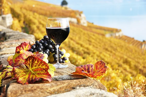 Anggur merah dan anggur di teras kebun anggur di Lavaux , — Stok Foto