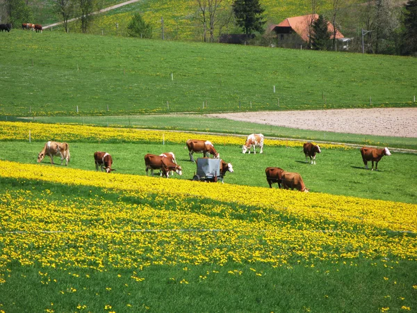 春天在 emmen 谷 （emmental），瑞士 — 图库照片