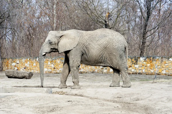 Elefant i djurparken vintertid — Stockfoto