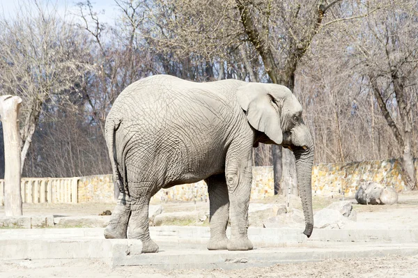 Słoń w ogrodzie zoologicznym w zimie — Zdjęcie stockowe