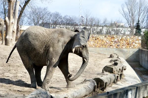 Elefante no zoológico no inverno — Fotografia de Stock