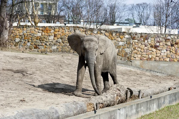 Слон в зоопарке зимой — стоковое фото