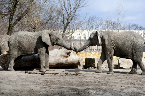 Dwa słonie miłość w zoo — Zdjęcie stockowe