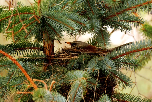 木を巣します。 — ストック写真