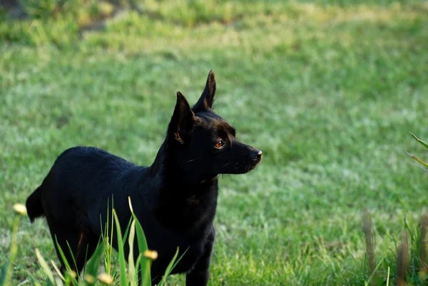 Zwarte hond — Stockfoto