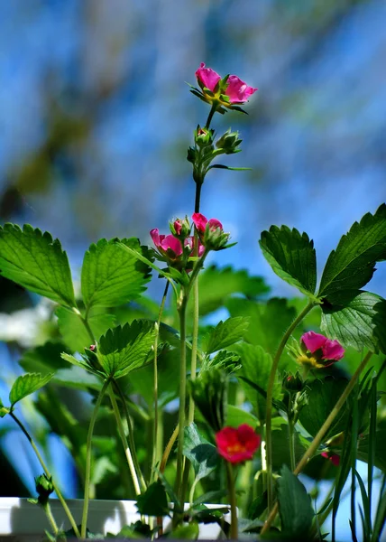 Morango de floração vermelho — Fotografia de Stock