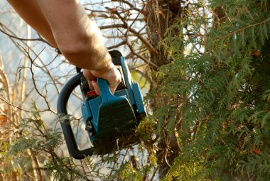 adam bir ağaç kesme