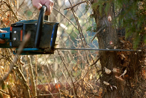 Человек стрижет дерево. — стоковое фото