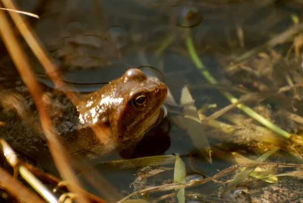 stock image Frog in lake