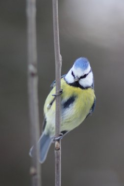 Blue Tit clipart