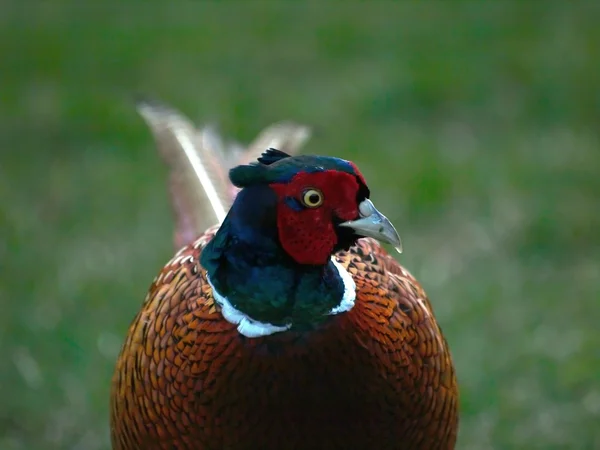 แหวนคอ Pheasant — ภาพถ่ายสต็อก