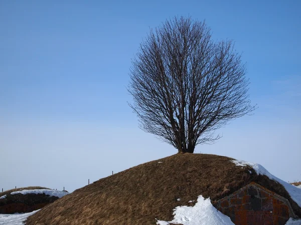Ağaç ve kaya — Stok fotoğraf