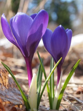 Autumn crocus on the meadow clipart