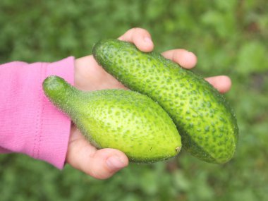 Cucumbers in the hands clipart