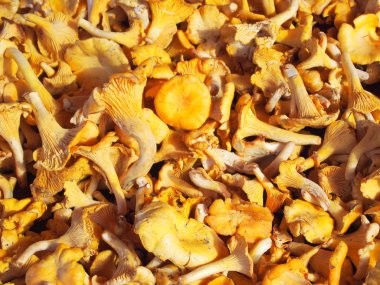 Cantharellus cibarius mantar