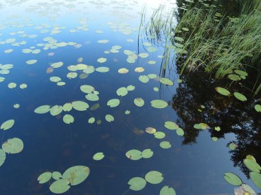 Algae floating in polluted water clipart