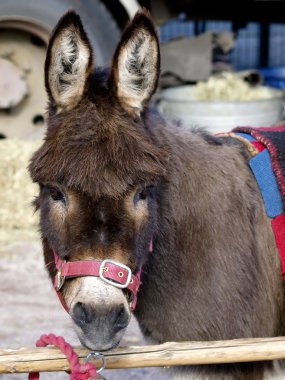 Male donkey on white background clipart