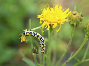 bir dal üzerinde yürüyen INCHworm. beyaz izole