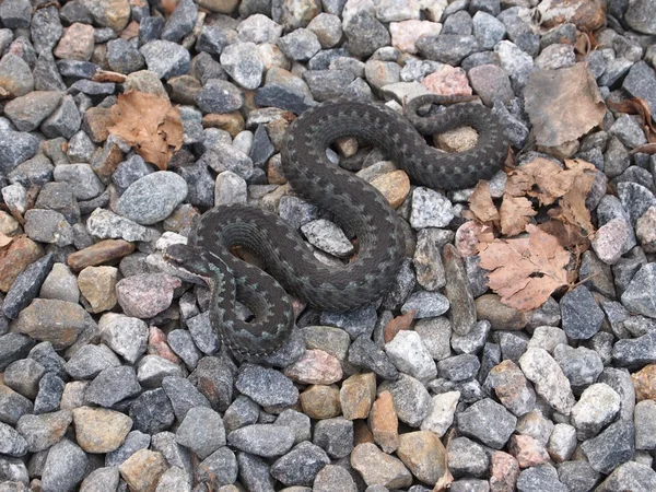 stock image Common European Adder