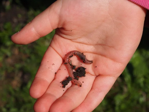 stock image Earthworm