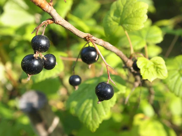 Blackcurrant in the garden — Stock Photo, Image