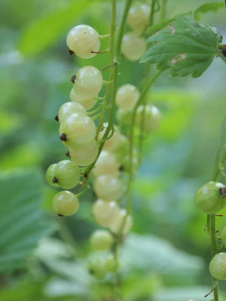 Ripe white currants in the garden. — Stock Photo, Image