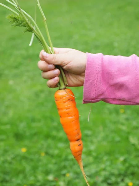 Морковь в руках с мягким фоном — стоковое фото