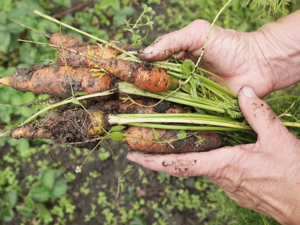 Bouquet de carottes dans une main avec un fond doux — Photo