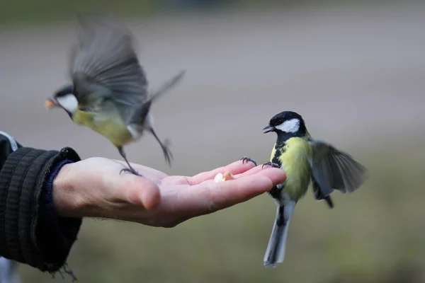 Alimentar a los pájaros —  Fotos de Stock