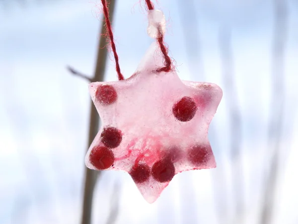 Estrela de gelo de arando-vermelho — Fotografia de Stock