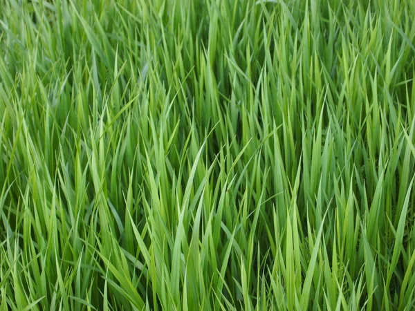 Grass photo — Stock Photo, Image