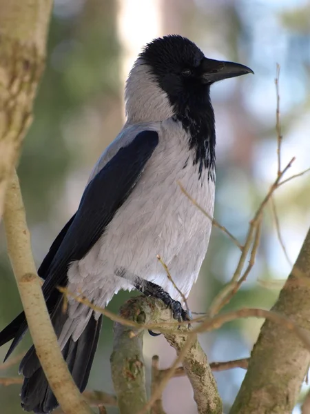 Hooded crow — Stockfoto