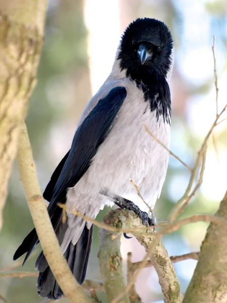 Kukuletalı karga — Stok fotoğraf